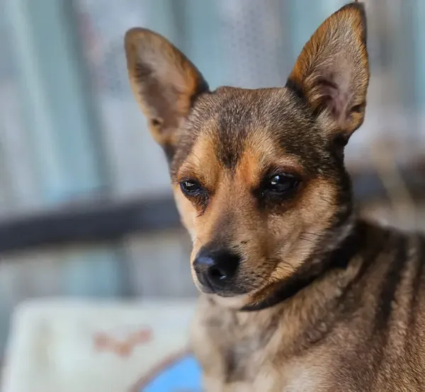 Pies do adopcji, Milanówek, 23 kwietnia 2026 (2/5)