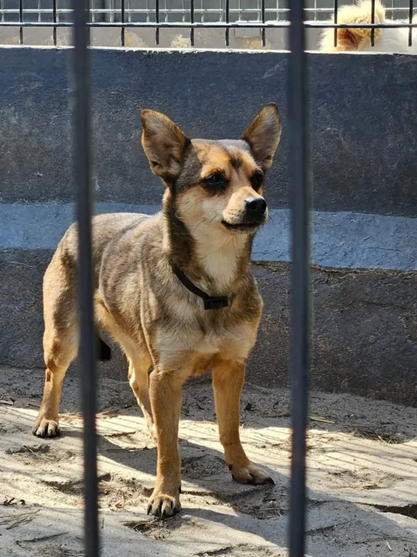 Pies do adopcji, Milanówek, 23 kwietnia 2026 (4/5)