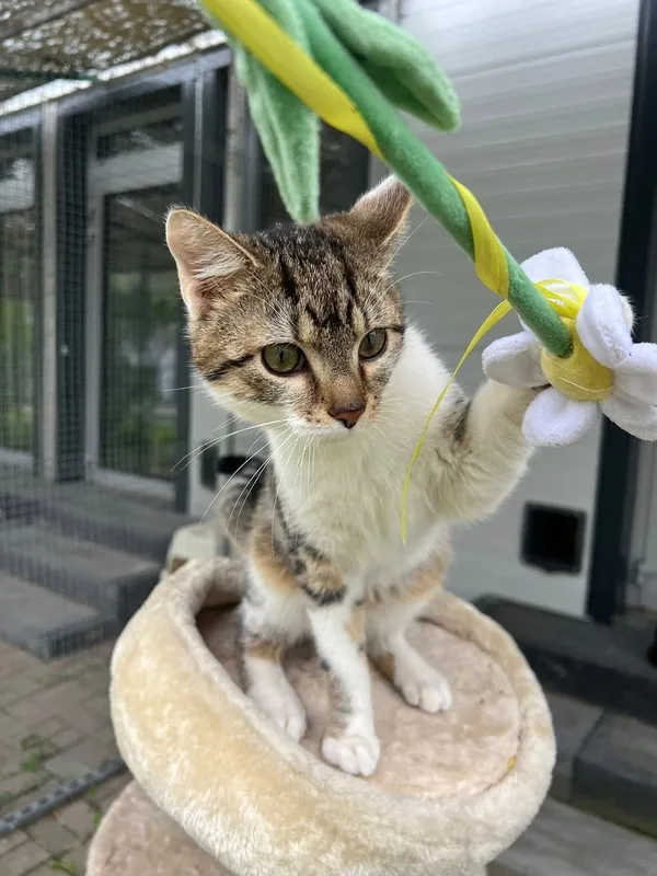 Kot do adopcji, Tychy, 29 marca 2026