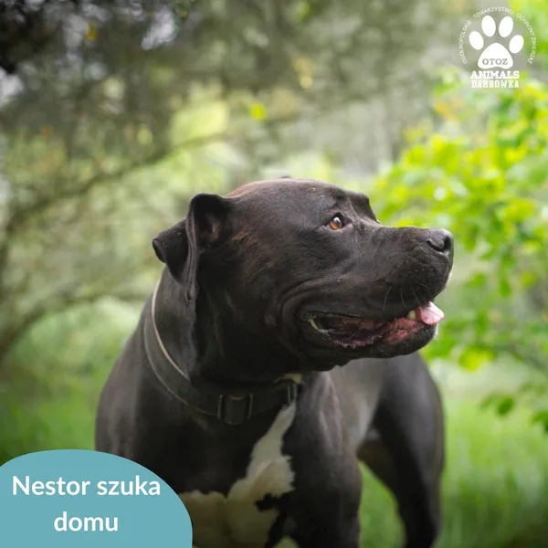 Pies do adopcji, Dąbrówka, 23 kwietnia 2026 (3/4)