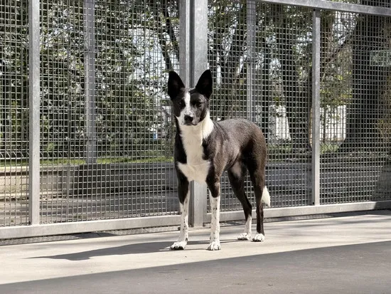 Pies do adopcji, Kraków, 7 kwietnia 2026