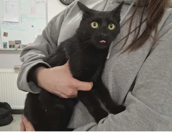 Znaleziono kota, Toruń, 21 kwietnia 2026