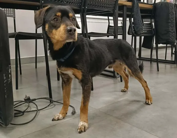 Znaleziono psa, Toruń, 20 kwietnia 2026