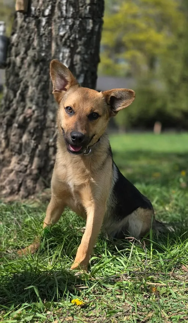 Pies do adopcji, Zgierz, 3 kwietnia 2026 (1/2)