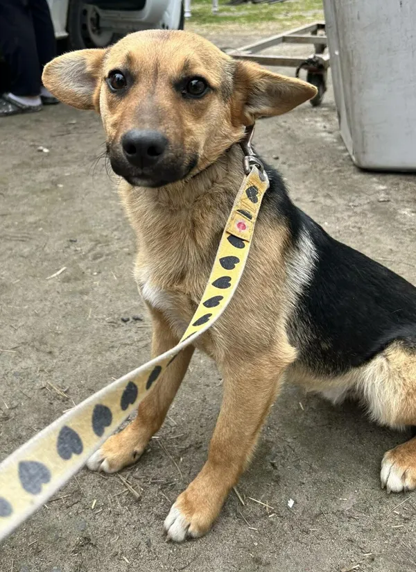 Pies do adopcji, Zgierz, 3 kwietnia 2026 (2/2)