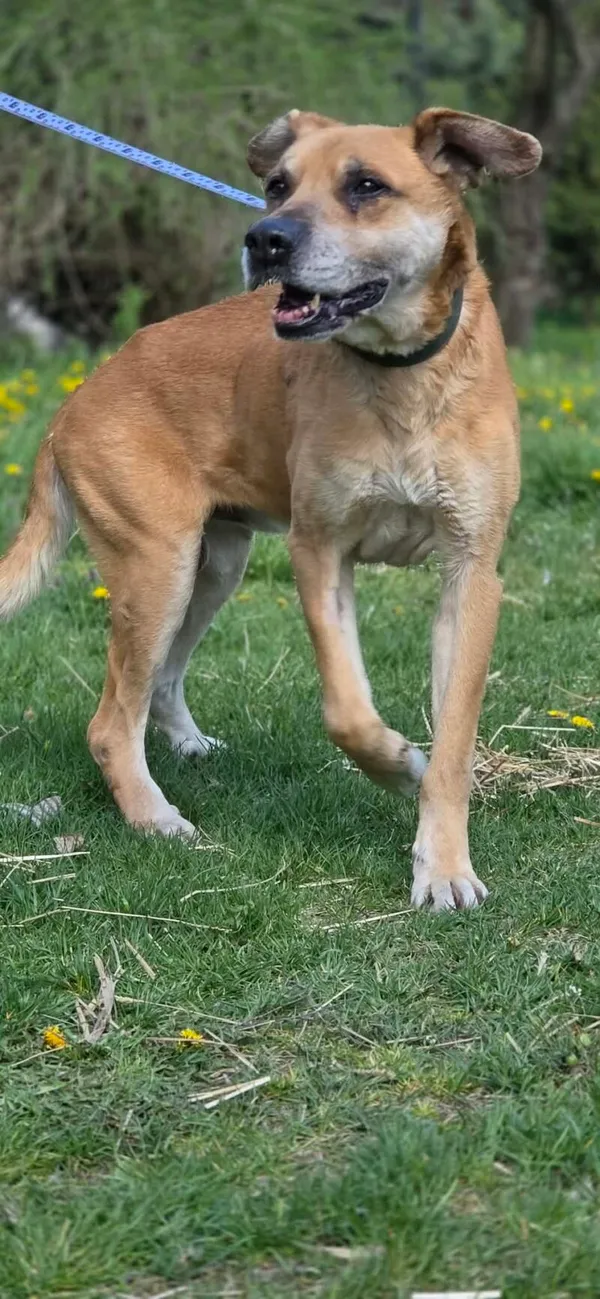 Pies do adopcji, Zgierz, 3 kwietnia 2026 (3/5)