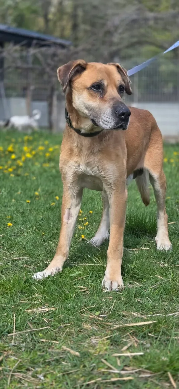 Pies do adopcji, Zgierz, 3 kwietnia 2026 (4/5)