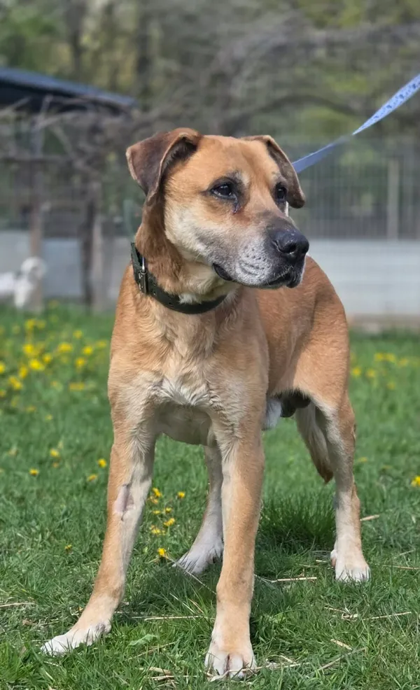 Pies do adopcji, Zgierz, 3 kwietnia 2026 (5/5)