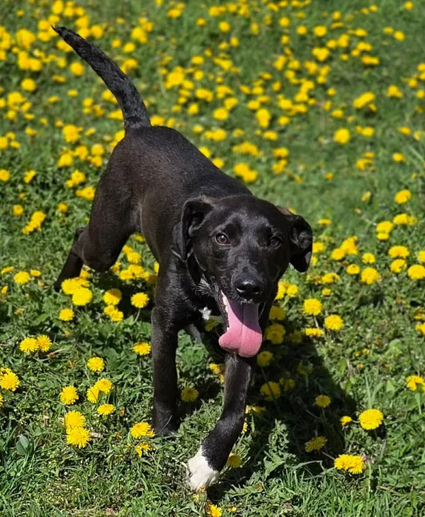 Pies do adopcji, Zgierz, 25 marca 2026 (1/5)