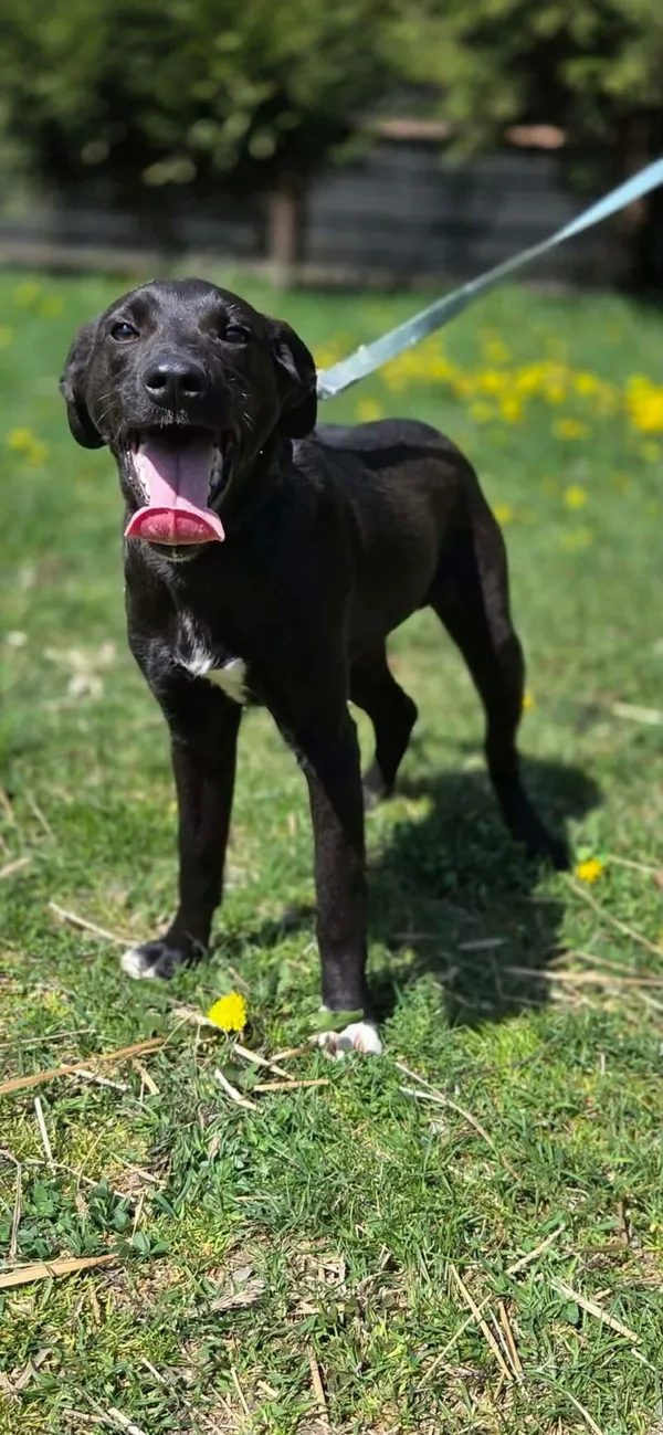 Pies do adopcji, Zgierz, 25 marca 2026 (2/5)