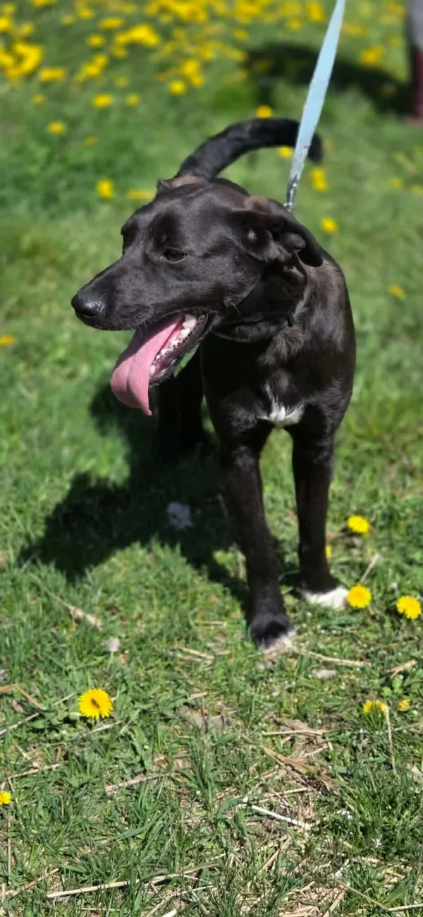 Pies do adopcji, Zgierz, 25 marca 2026 (3/5)