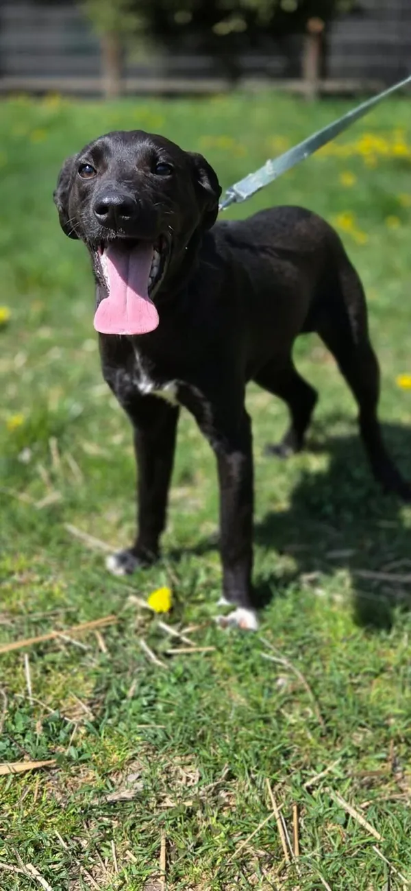 Pies do adopcji, Zgierz, 25 marca 2026 (4/5)