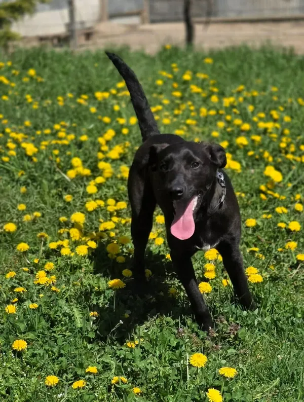 Pies do adopcji, Zgierz, 25 marca 2026 (5/5)