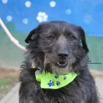 Pies do adopcji