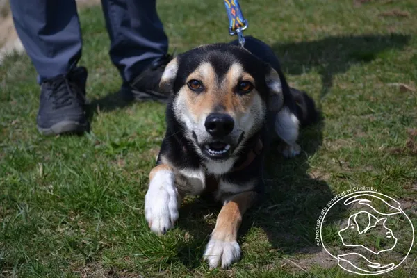 Pies do adopcji, Chełmek, 30 marca 2026