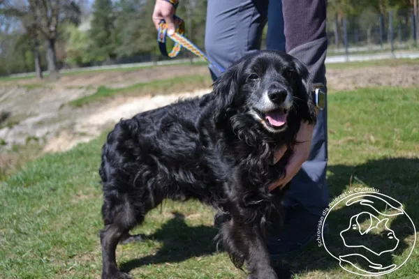 Pies do adopcji, Chełmek, 23 marca 2026