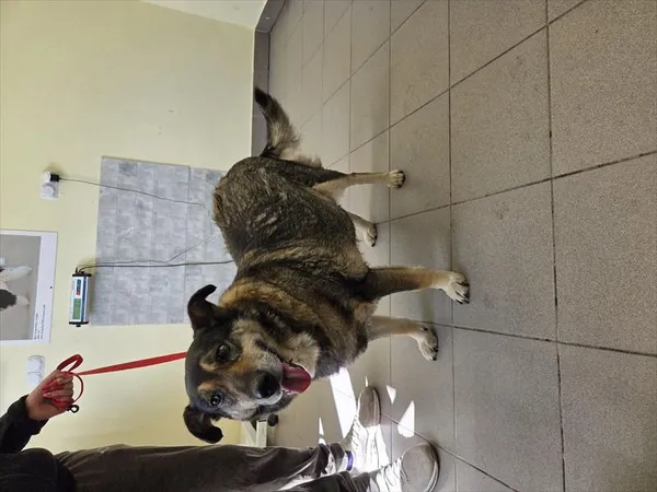 Znaleziono psa, Choszczno, 21 kwietnia 2026