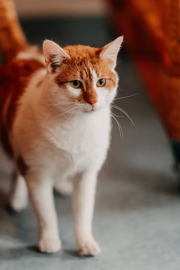 Kot do adopcji, Czartki, 22 kwietnia 2026 (1/5)