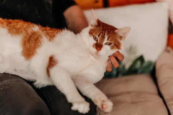 Kot do adopcji, Czartki, 22 kwietnia 2026 (2/5)