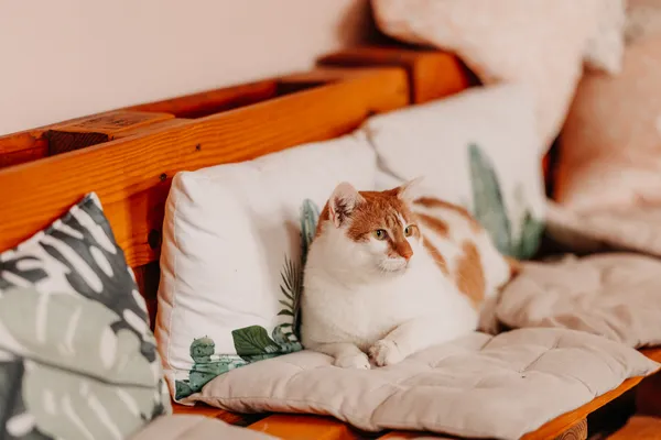 Kot do adopcji, Czartki, 22 kwietnia 2026 (3/5)