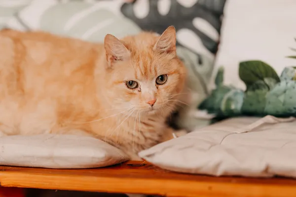 Kot do adopcji, Czartki, 22 kwietnia 2026 (1/3)