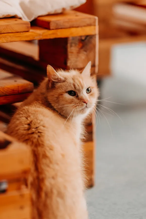 Kot do adopcji, Czartki, 22 kwietnia 2026 (2/3)