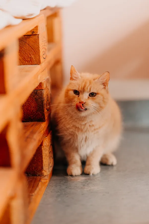 Kot do adopcji, Czartki, 22 kwietnia 2026 (3/3)