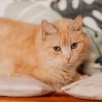 Kot do adopcji