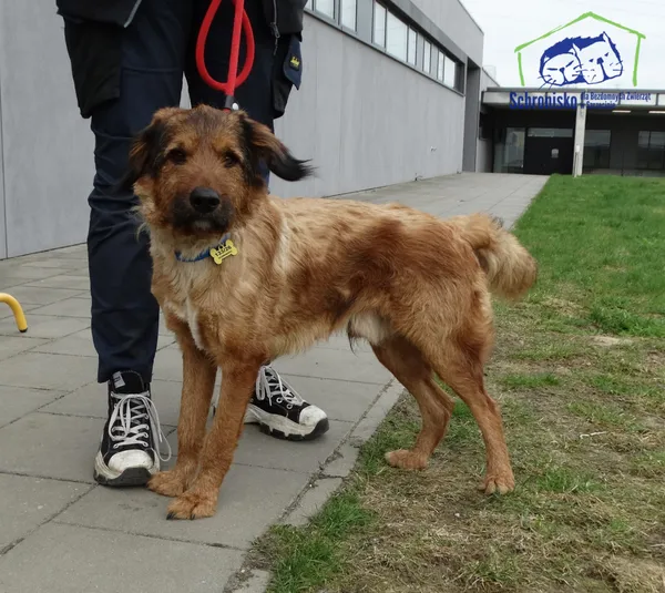 Znaleziono psa, Szczecin, 23 kwietnia 2026