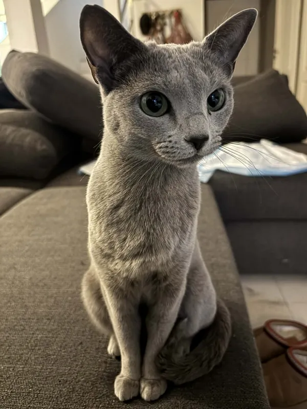 Zaginął kot, Łódź, 24 kwietnia 2026