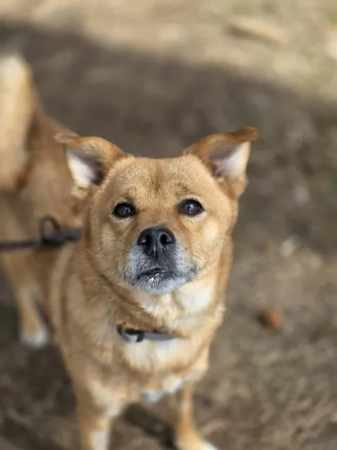 Pies do adopcji, Piła, 27 lutego 2026 (1/5)