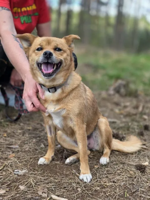 Pies do adopcji, Piła, 27 lutego 2026 (2/5)