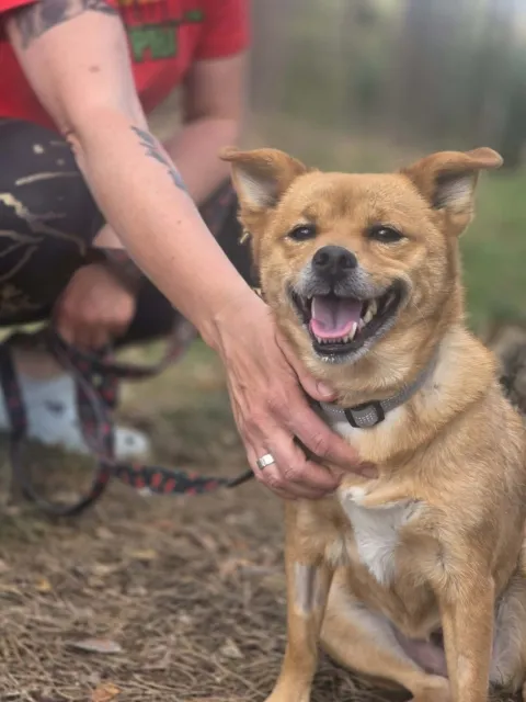 Pies do adopcji, Piła, 27 lutego 2026 (3/5)