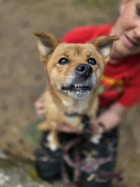 Pies do adopcji, Piła, 27 lutego 2026 (4/5)