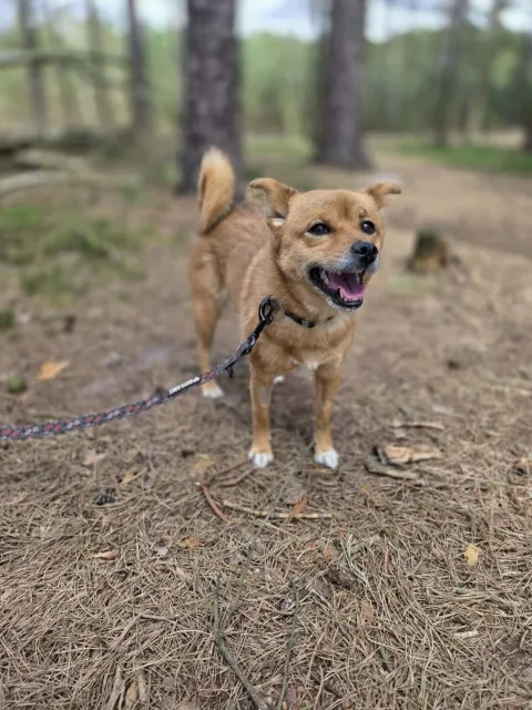 Pies do adopcji, Piła, 27 lutego 2026 (5/5)