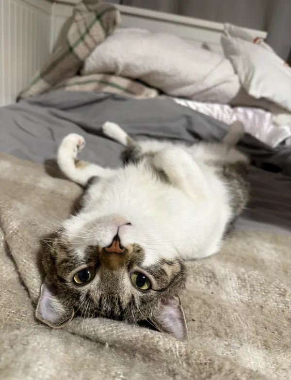 Zaginął kot, Olsztyn, Jaroty, 24 kwietnia 2026 (1/3)