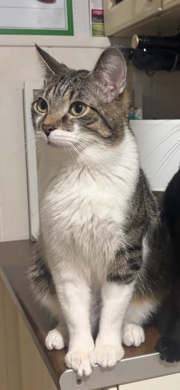 Zaginął kot, Olsztyn, Jaroty, 24 kwietnia 2026 (3/3)