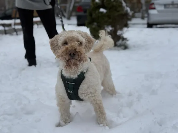 Pies do adopcji, Kraków, 8 kwietnia 2026
