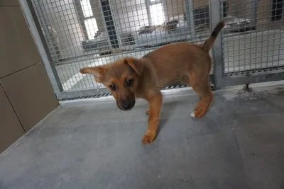 Pies do adopcji, Kraków, 9 kwietnia 2026