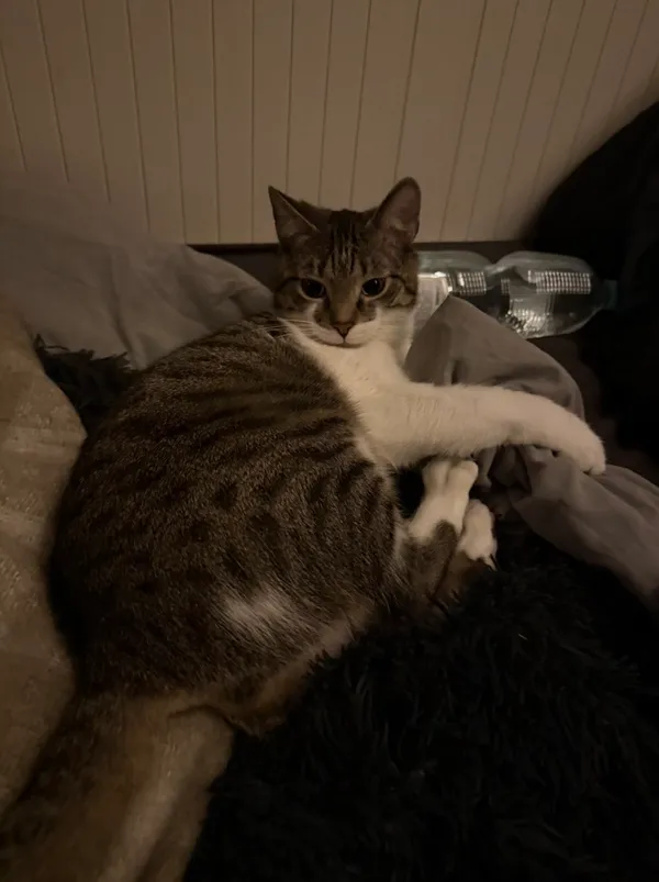 Zaginął kot, Olsztyn, Jaroty, 25 kwietnia 2026 (3/3)