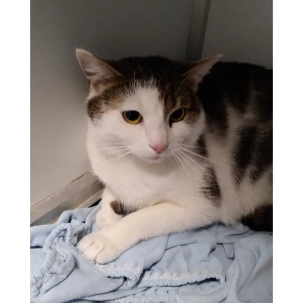 Znaleziono kota, Białystok, 24 kwietnia 2026