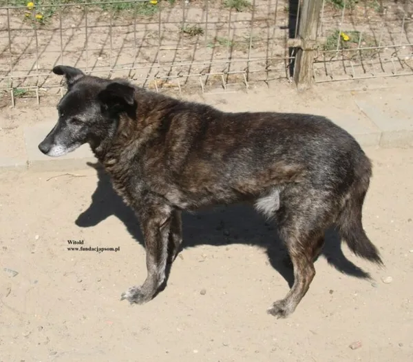 Pies do adopcji, Nowy Dwór Mazowiecki, 24 kwietnia 2026 (1/5)