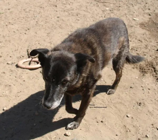 Pies do adopcji, Nowy Dwór Mazowiecki, 24 kwietnia 2026 (2/5)