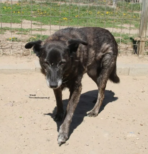 Pies do adopcji, Nowy Dwór Mazowiecki, 24 kwietnia 2026 (3/5)