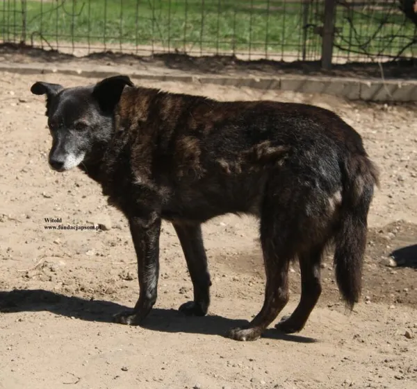 Pies do adopcji, Nowy Dwór Mazowiecki, 24 kwietnia 2026 (4/5)