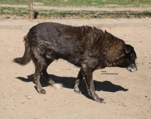 Pies do adopcji, Nowy Dwór Mazowiecki, 24 kwietnia 2026 (5/5)