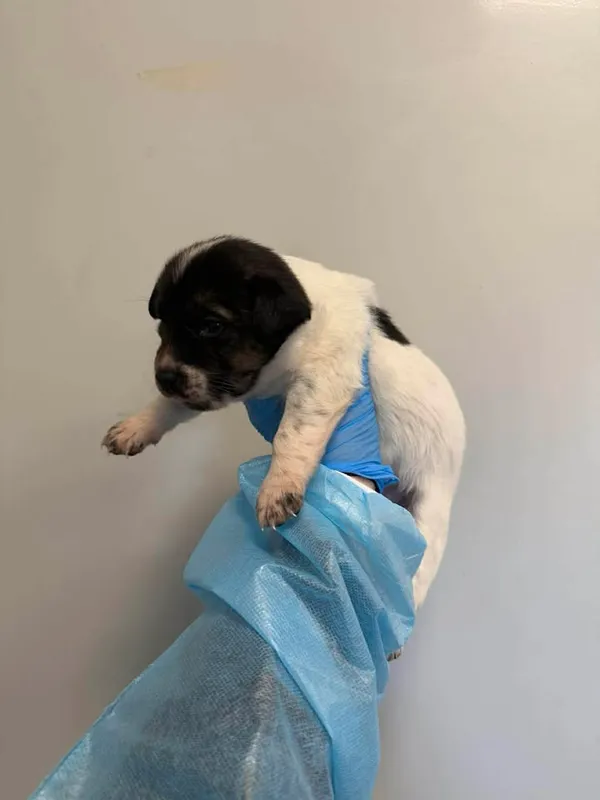 Znaleziono psa, Lublin, 23 kwietnia 2026