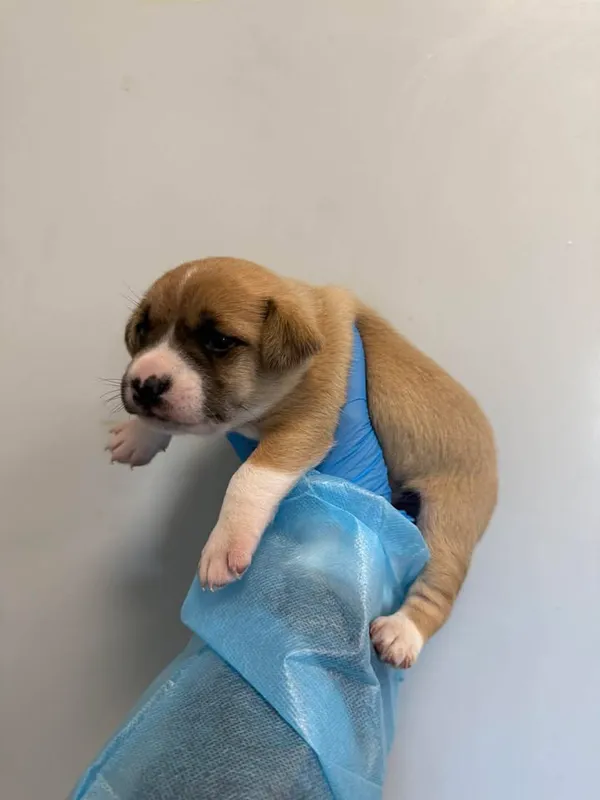 Znaleziono psa, Lublin, 23 kwietnia 2026