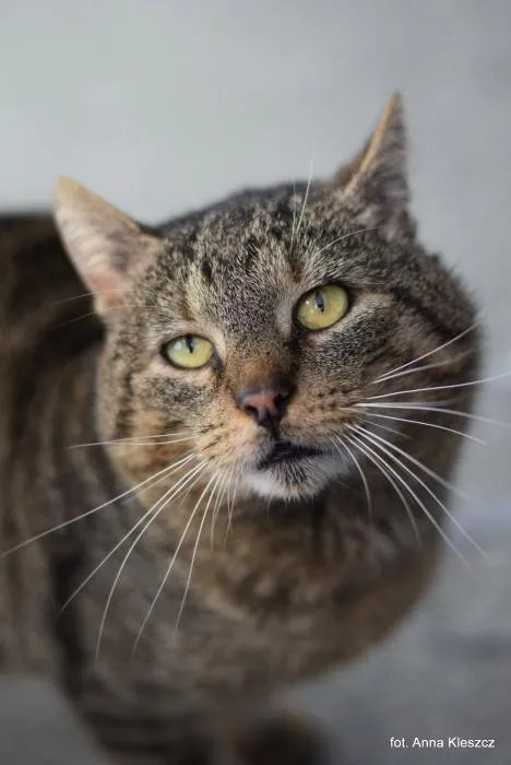 Znaleziono kota, Toruń, 6 kwietnia 2026