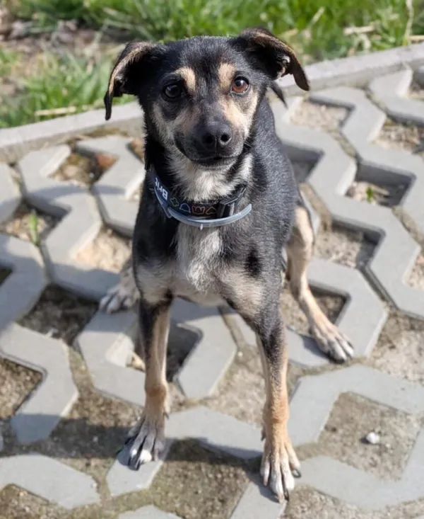 Pies do adopcji, Korabiewice, 24 kwietnia 2026